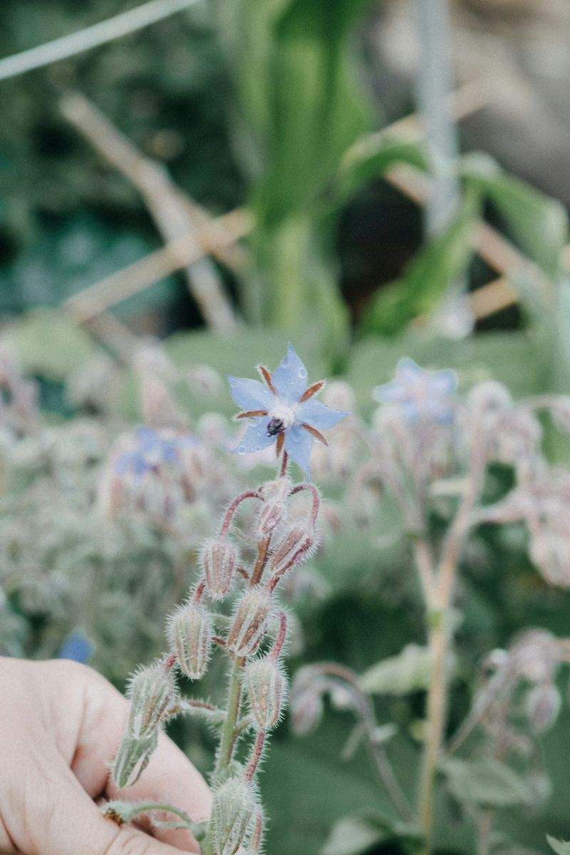Jardins Harmonie Provence 2